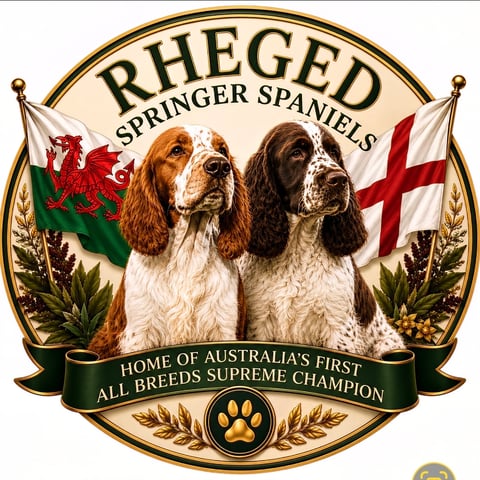 RHEGED SPRINGER SPANIELS 