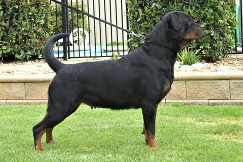 profile (3)