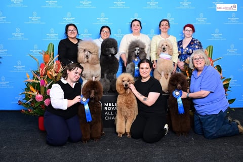 Melbourne Royal 2025 our standard poodle team