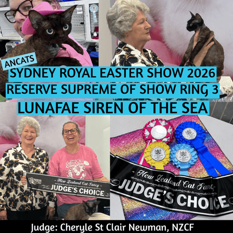 Selkie - Reserve Supreme Sydney Royal 2026