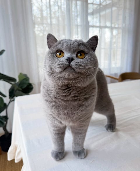 Our gorgeous Queen, Coco 