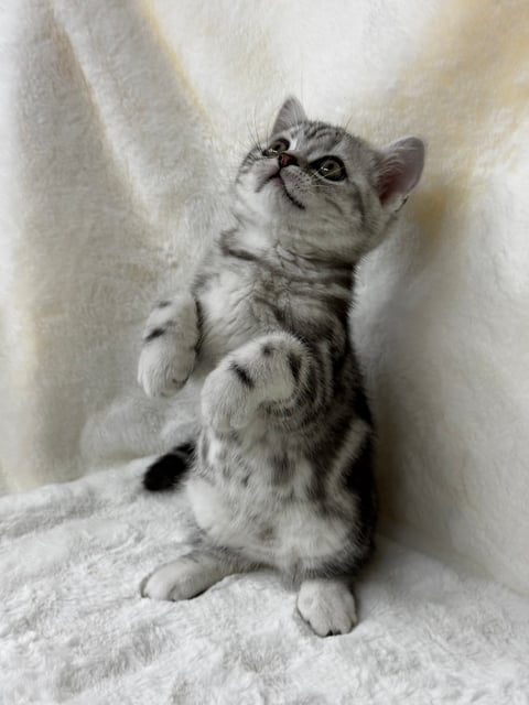 Black Silver Classic Tabby