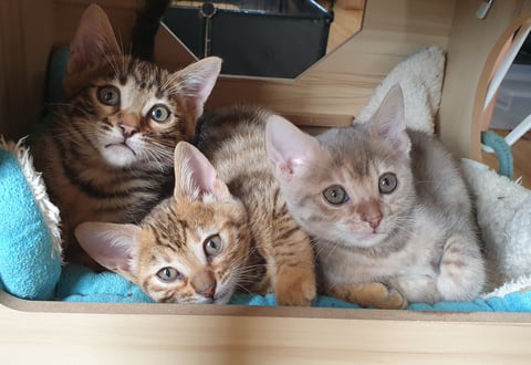 Brown, Cinnamon Torbie, Blue/fawn Torbie