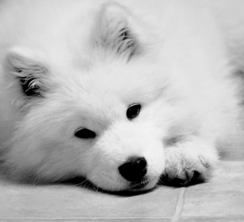 ARLO: Ch. Apolar Warrior In White