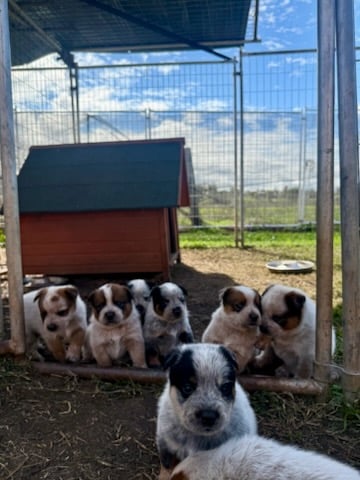 Reds and Blue - Shayden ACD's