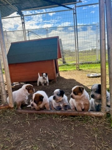 Shayden Aust Cattle Dog Puppies