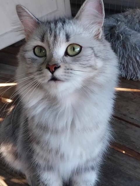 Lady the Stunning Silver Siberian Mama.