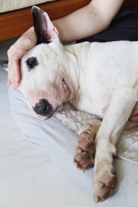 Dog massage
