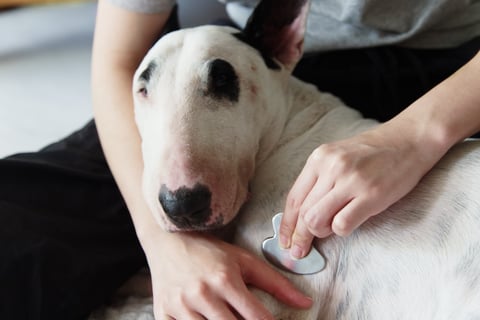 Dog massage