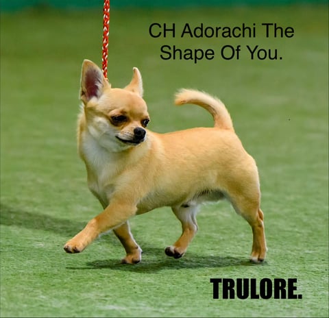 BIS AUS CH ADORACHI THE SHAPE OF YOU (Eddie).