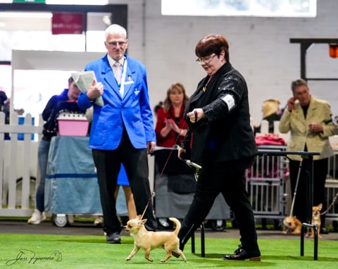 Eddie, Best of Breed at Melbourne Royal 2025.