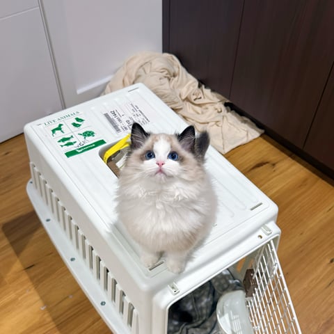 Misty Moon Milo