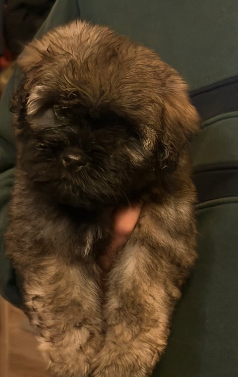 Photogenic puppy