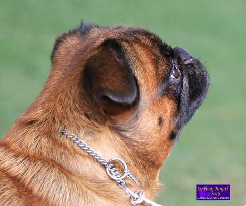 Muggle - Nevaending Griffon Bruxellois