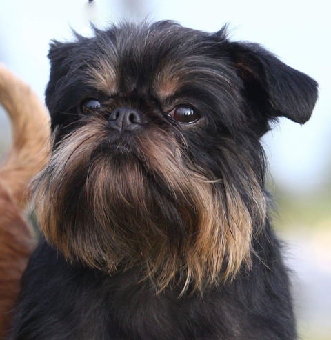 Luna - Nevaending Griffon Bruxellois