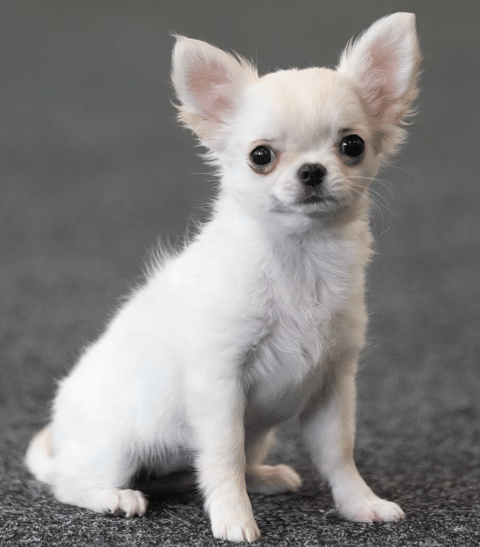 Candy - Kitaco Long Coat Chihuahuas