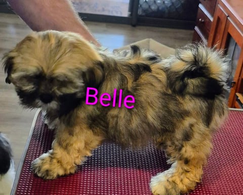 BELLE-FEMALE 
