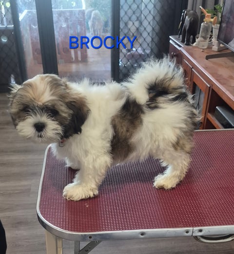 BROCKY-MALE