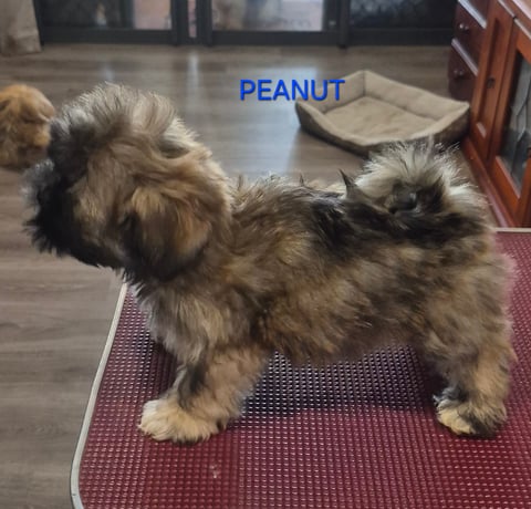 PEANUT-MALE