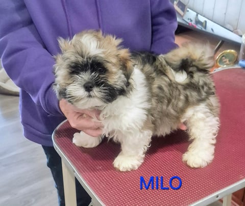 MILO-MALE