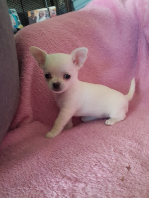  Montollie Chihuahuas - Smooth coat female 