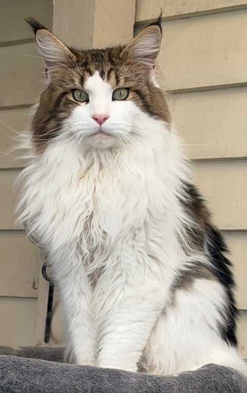 Zeus