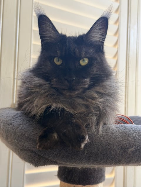 Luna 