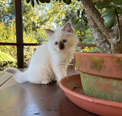 8 week old kitten