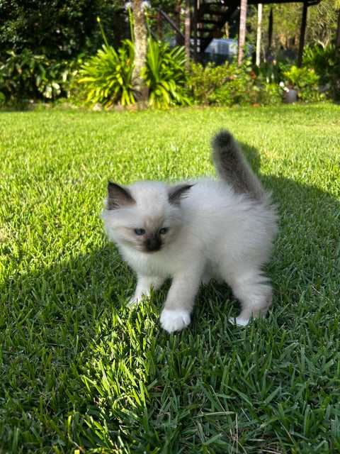 6 week old kitten