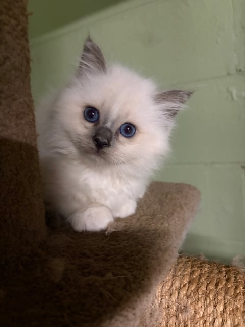 4 week old kitten