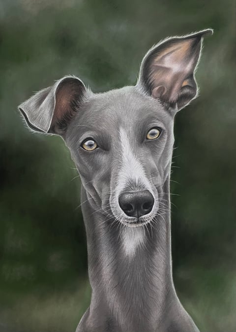 Dobby - Whippet Portrait