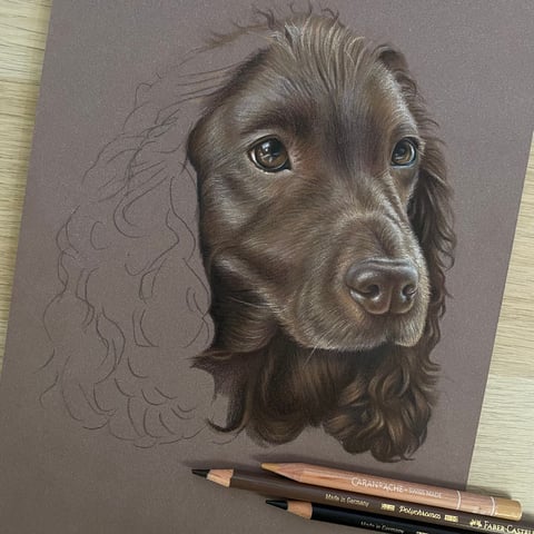 Bella - Cocker Spaniel Portrait in Progress