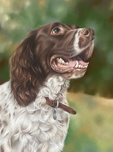 Todd - Springer Spaniel Portrait
