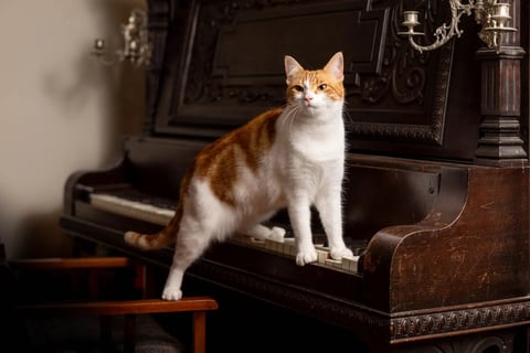Piano Cat, Ginger