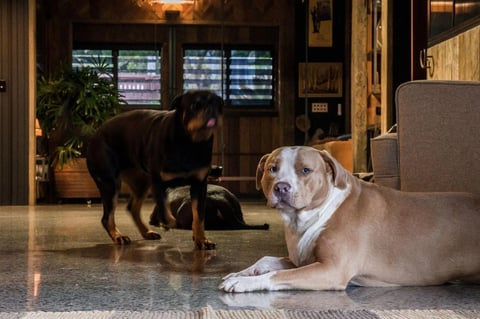 Bentley and Diesel at home in the barn