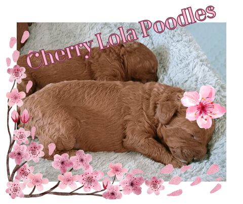 Cherry Lola Poodles