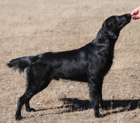 Australian Champion Sherepoint Kentucky Bluegrass