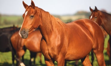 Natural remedies for horses