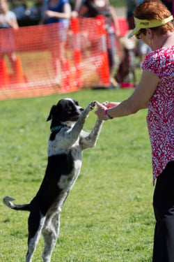 Dogs Day Out in Mawson Lakes