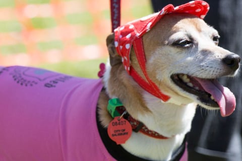 Dogs Day Out in Mawson Lakes