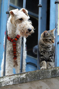 The Pet Practitioner - Sydney, NSW