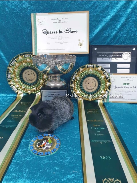 Double Grand Champion Malibu Chey's on Point 