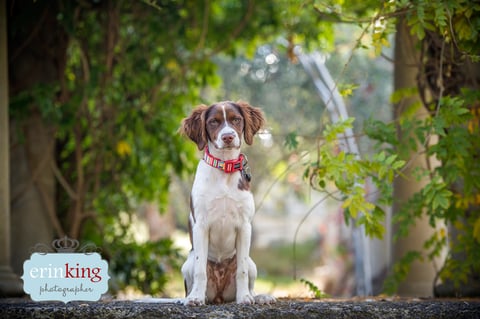 Brittany Spaniel Pet Photography