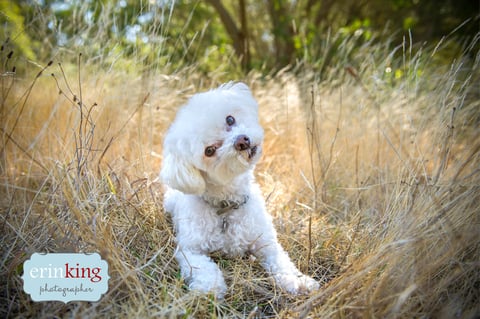 Bichon Frise Pet Photography