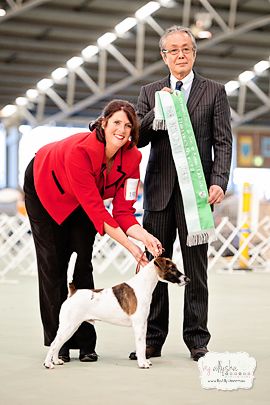 # 1 Rising Star Terrier, VIC 2012 Puppy In Show