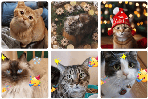 Cat Boarding Toowoomba - Jovelles Cat Motel
