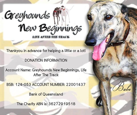 Greyhounds New Beginnings - Life After the Track