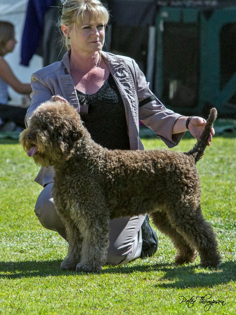 Lucy Tartufo Jolanda the first Grand Champion Lago