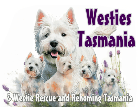 Westies Tasmania & Westie Rescue and Rehoming Tasm