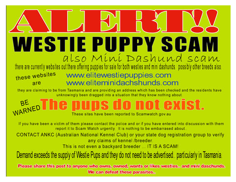 SCAMMERS ARE TARGETING TASMANIA - There are severa